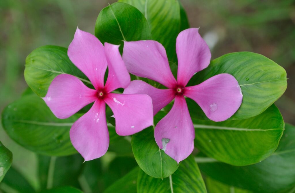 use sadabahar flowers for hair growth