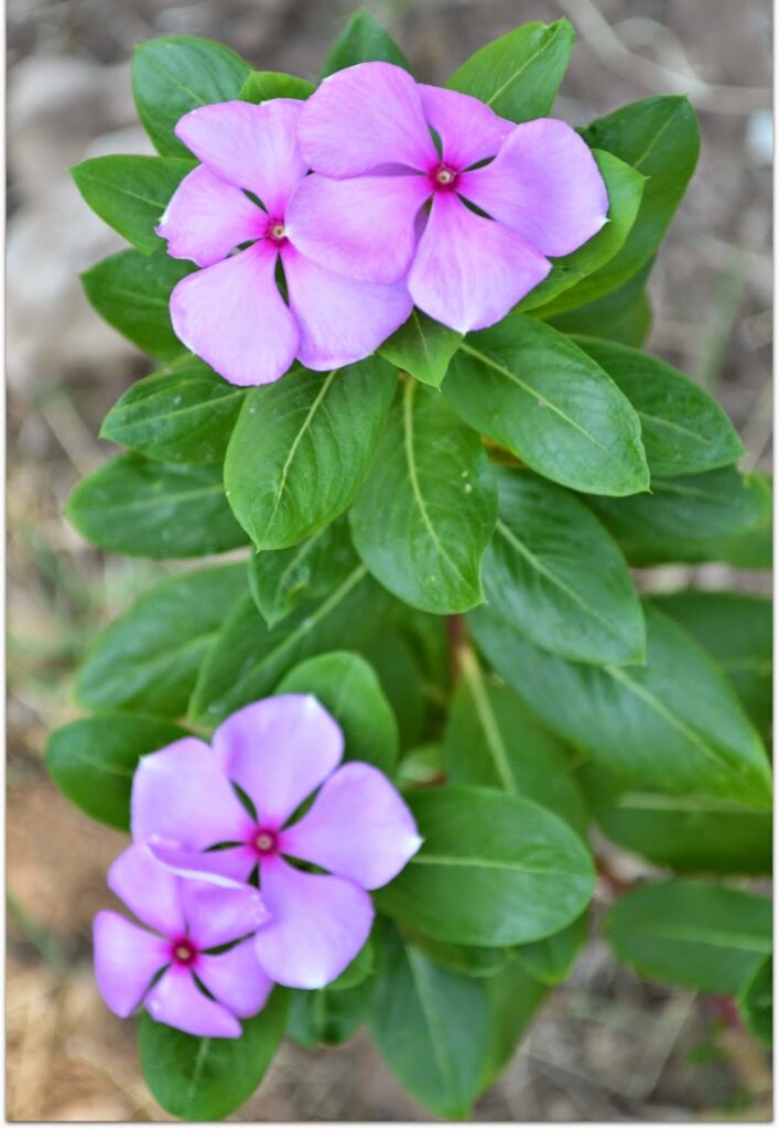 use sadabahar flowers for hair growth